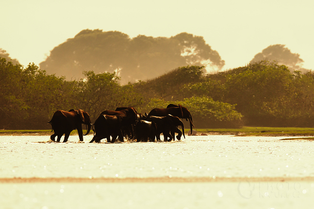 Forest Elephant 