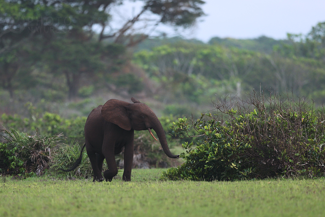 Forest Elephant 