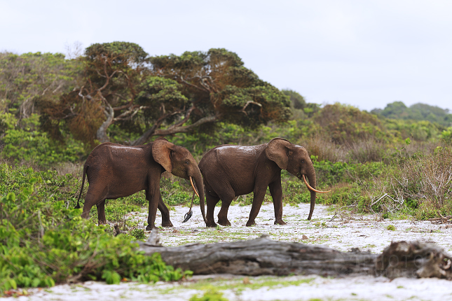 Forest Elephant 