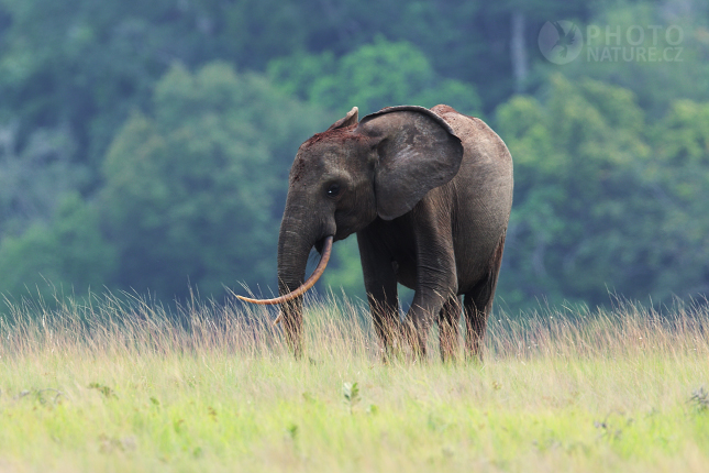 Forest Elephant 