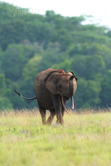 Forest Elephant 