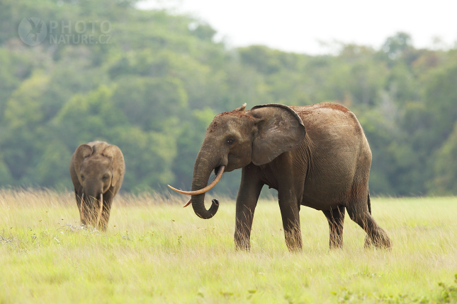 Forest Elephant 