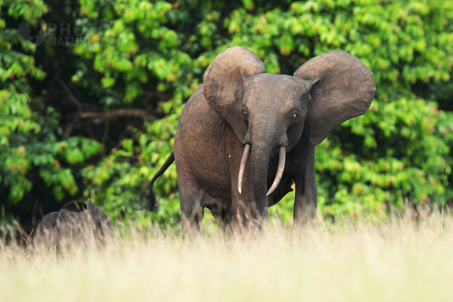 Forest Elephant 