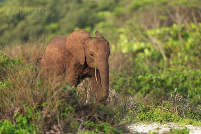 Forest Elephant 