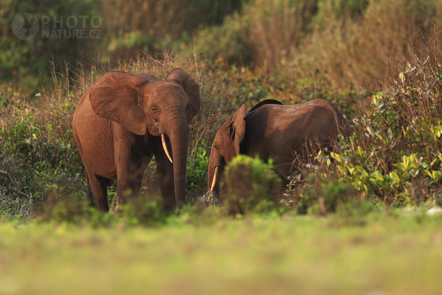 Forest Elephant 