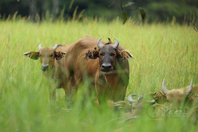 Forest Buffalo