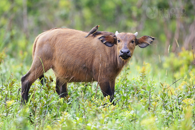 Forest Buffalo