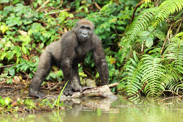 Lowland Gorilla 