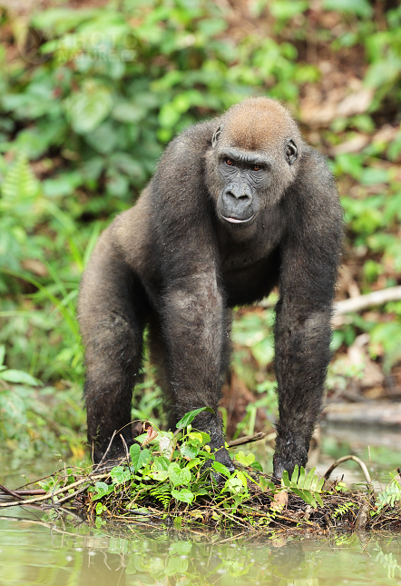 Lowland Gorilla 