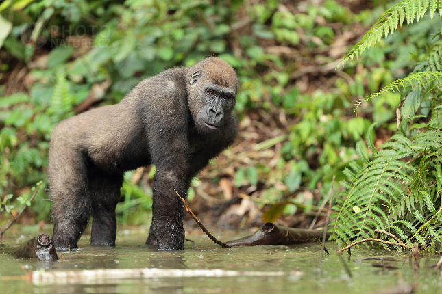 Lowland Gorilla 