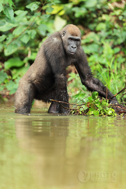 Lowland Gorilla 