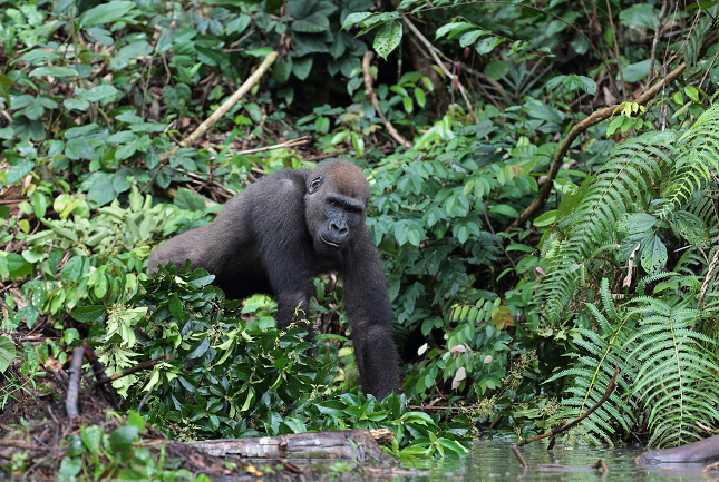 Lowland Gorilla 