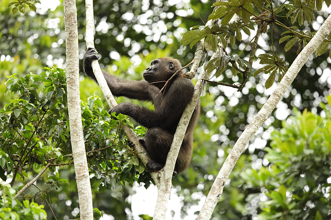 Lowland Gorilla 