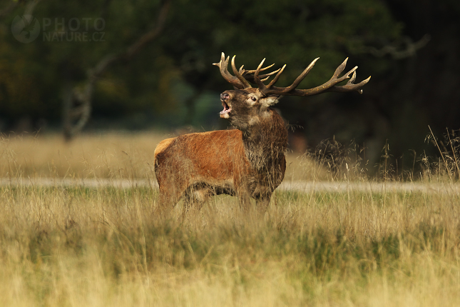 European Red Deer 