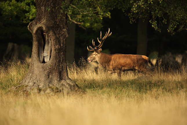 European Red Deer 