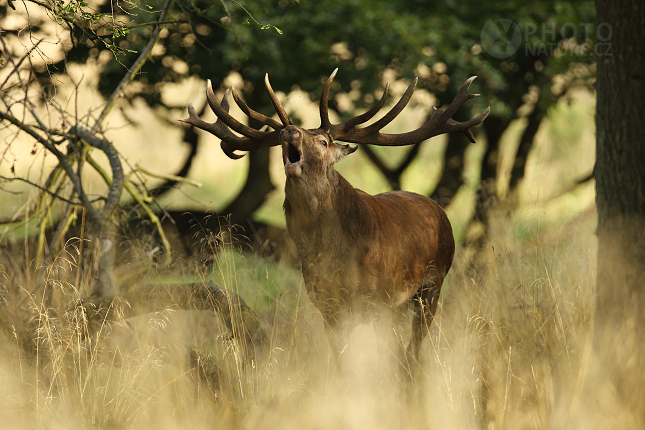 European Red Deer 