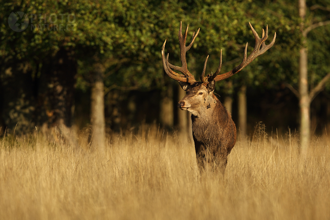 European Red Deer 