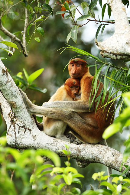 Proboscis monkey 