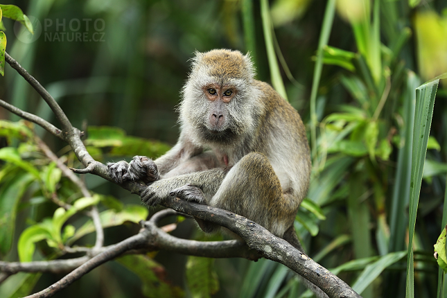 Long-tailed Macaque 