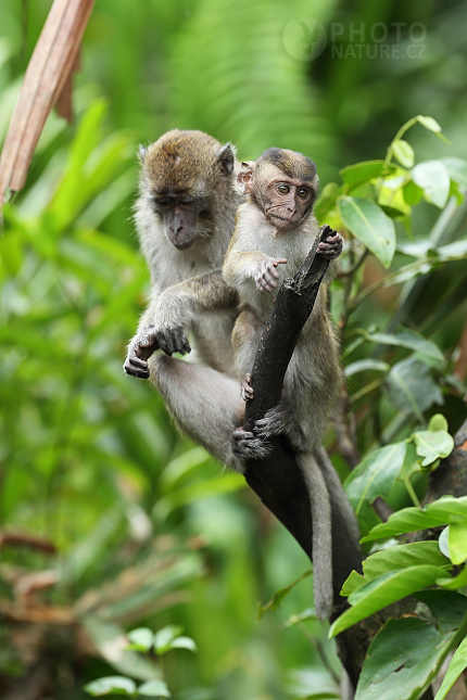 Long-tailed Macaque 