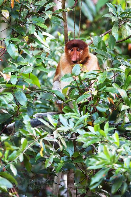 Proboscis monkey 