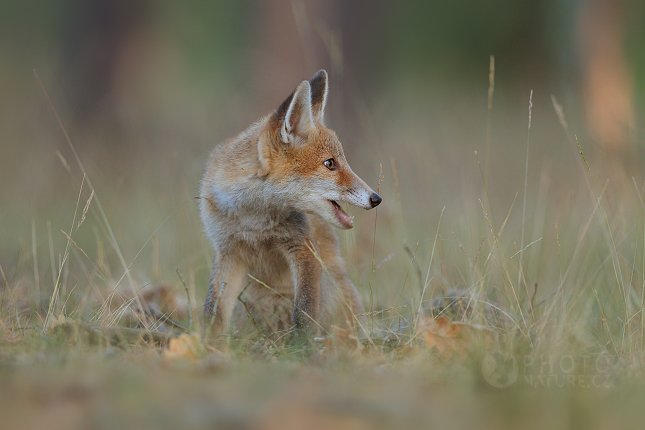 Red fox