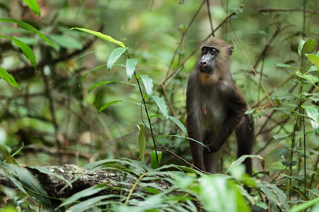 Mandrill