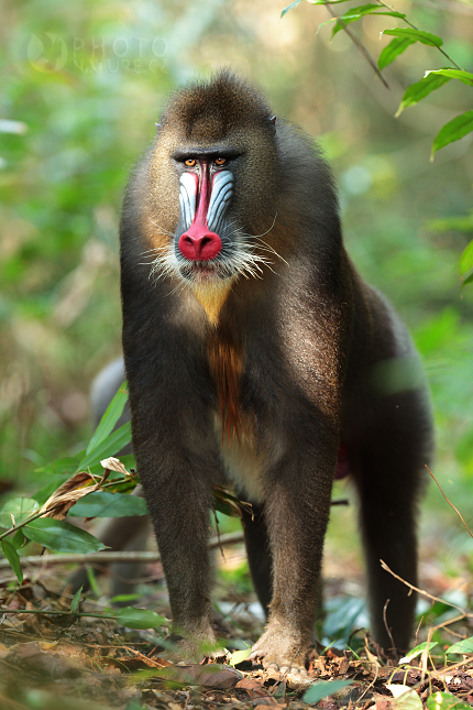 Mandrill