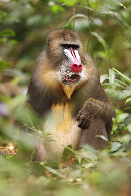 Mandrill