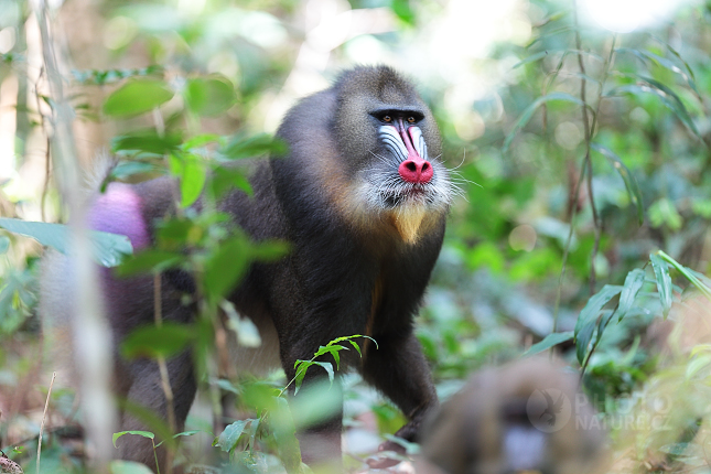 Mandrill