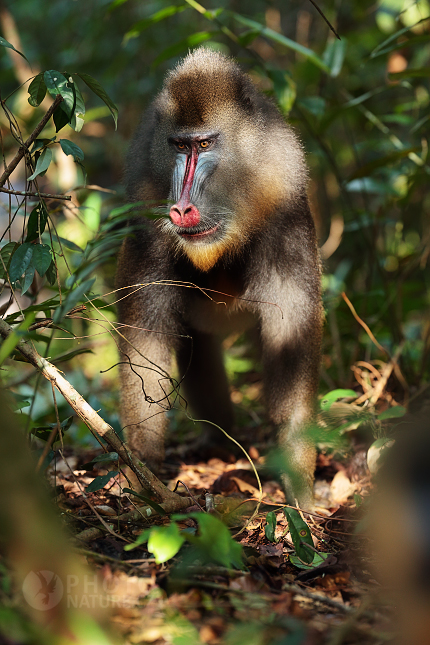 Mandrill