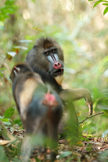 Mandrill