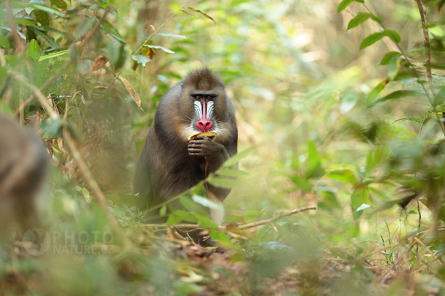 Mandrill