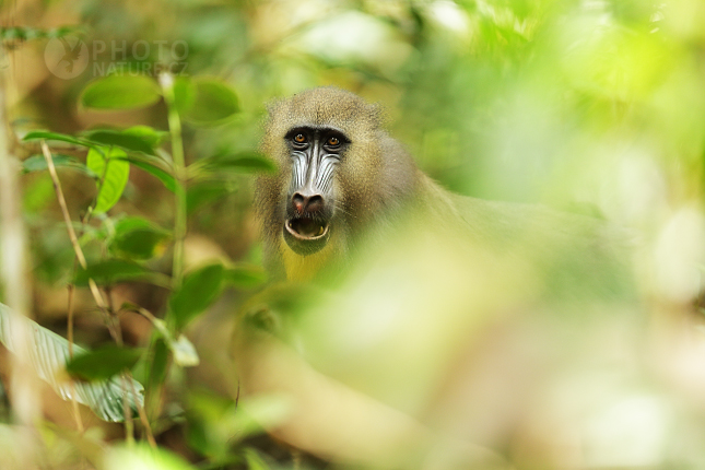 Mandrill