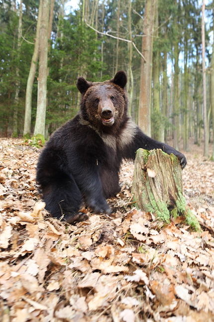 Brown bear