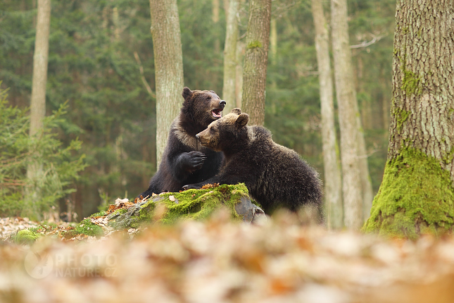 Brown bear