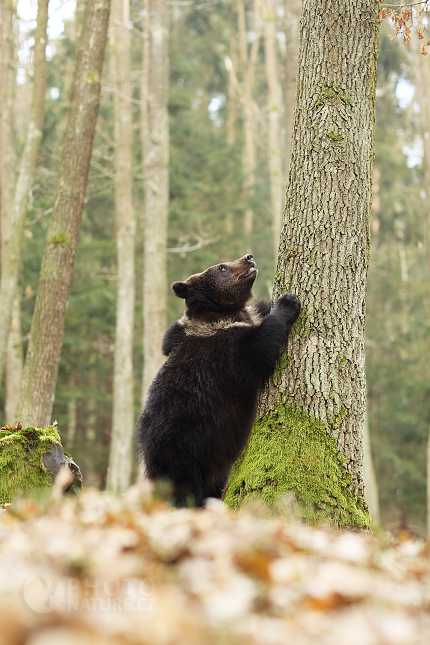 Brown bear