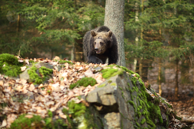 Brown bear