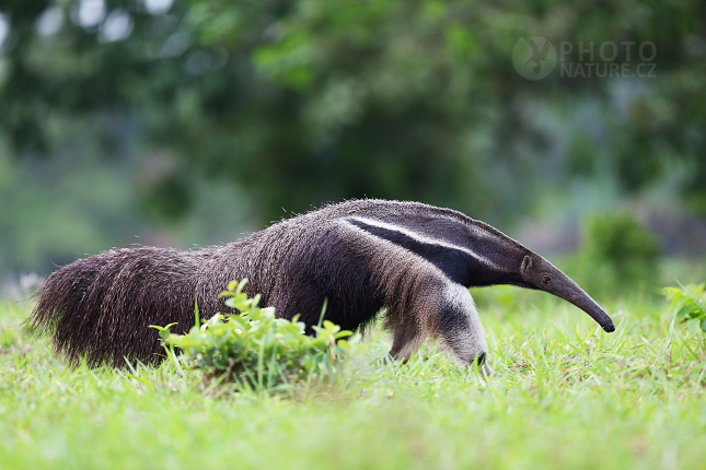 Giant anteater