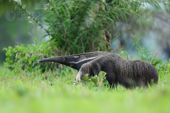 Giant anteater