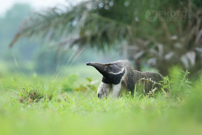 Giant anteater