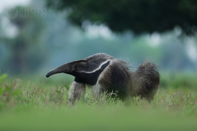 Giant anteater