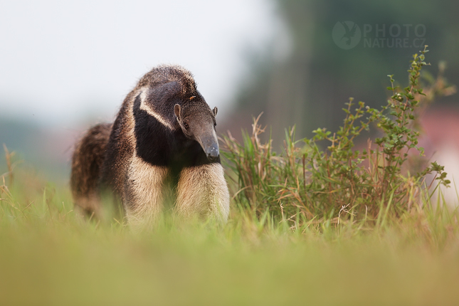 Giant anteater