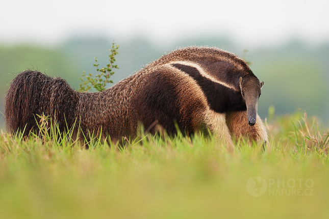 Giant anteater