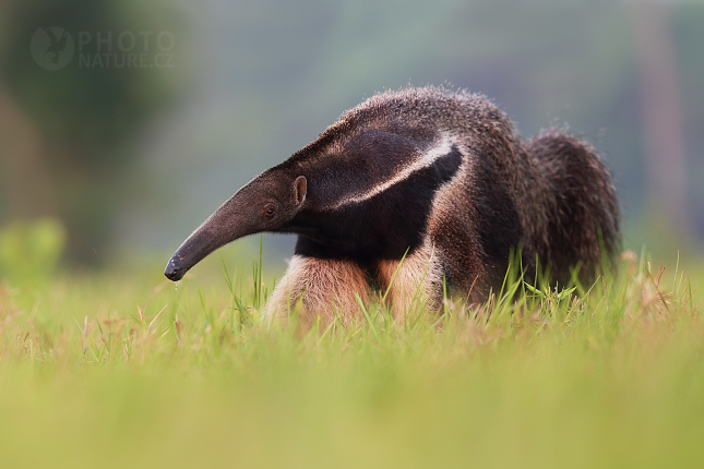 Giant anteater