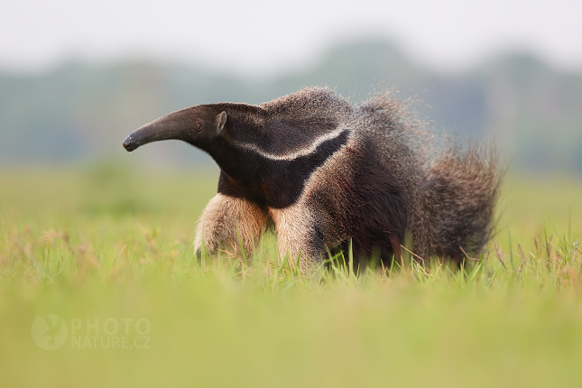 Giant anteater