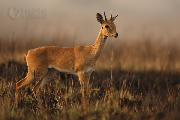 Oribi (Ourebia ourebi), Uganda