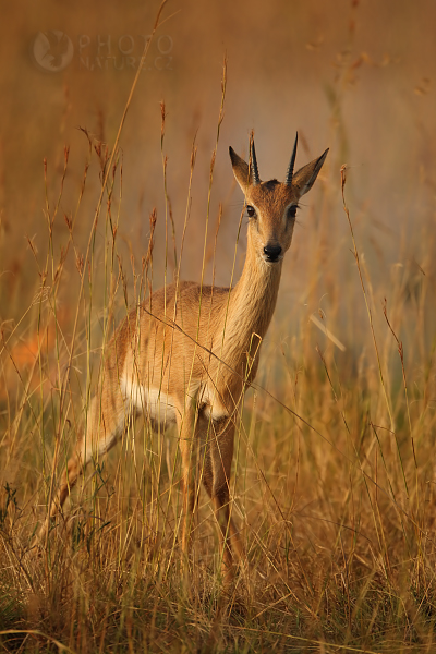 Oribi (Ourebia ourebi), Uganda