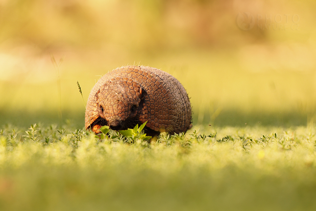 Southern Naked-tailed Armadillo