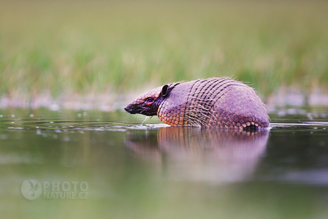 Six-Banded Armadillo, Yellow Armadillo 